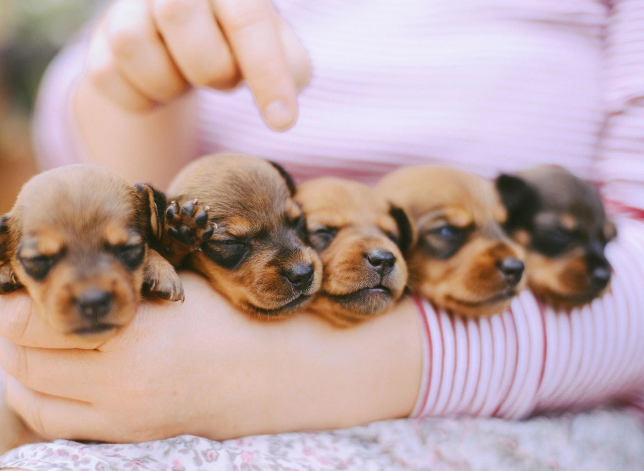 Photo of Aquí están los 10 nombres de cachorros de niña más populares del mundo para perros lindos