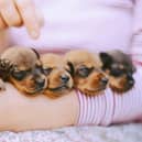 Looking for a name for a new puppy? These are the most popular female names for dogs worldwide.