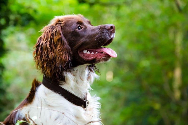 The Springer Spaniel was bred as a hunting dog, but hasn't anything like as much energy as others used for the same purpose. While they need regular physical activity, it's really games that they love - keeping their active brains busy.