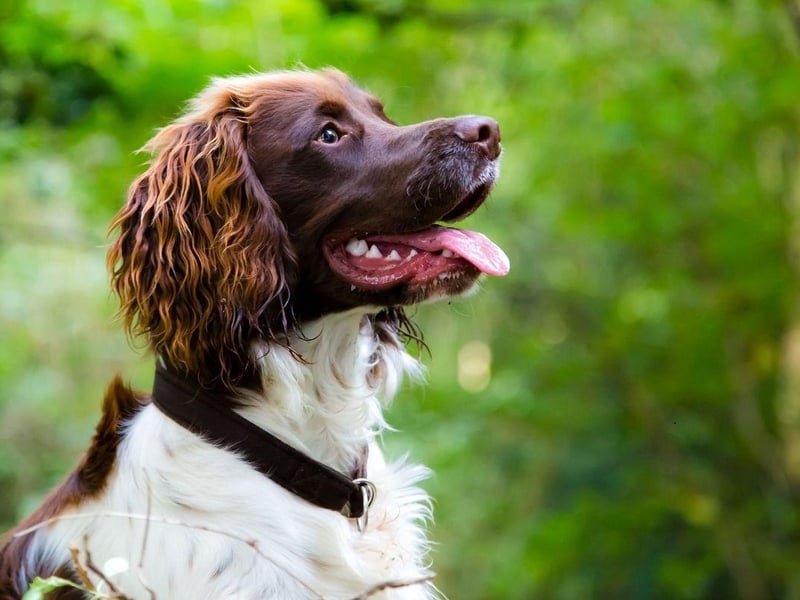 The Springer Spaniel was bred as a hunting dog, but hasn't anything like as much energy as others used for the same purpose. While they need regular physical activity, it's really games that they love - keeping their active brains busy.