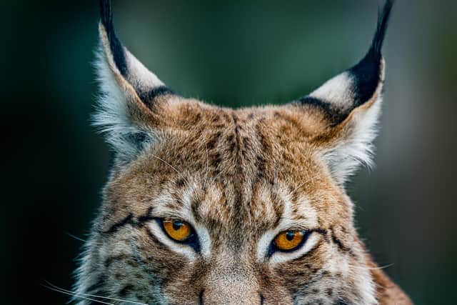 A lynx, one of the species Roy Dennis would like to see reintroduced to Scotland.