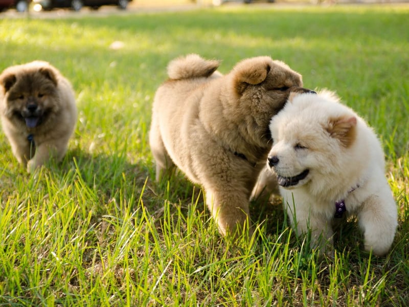 The Chow Chow is another dog whose coat can easily become waterlogged making it difficult for them to keep their head above water. They also have the triple issue of having a short snout, short legs and a deep chest.
