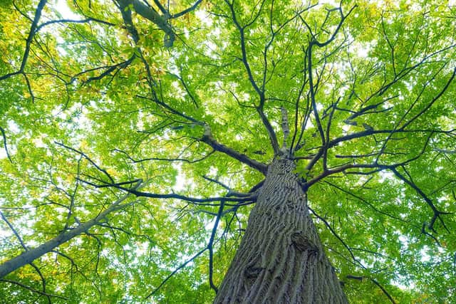 An Elm tree (Woodland Trust)