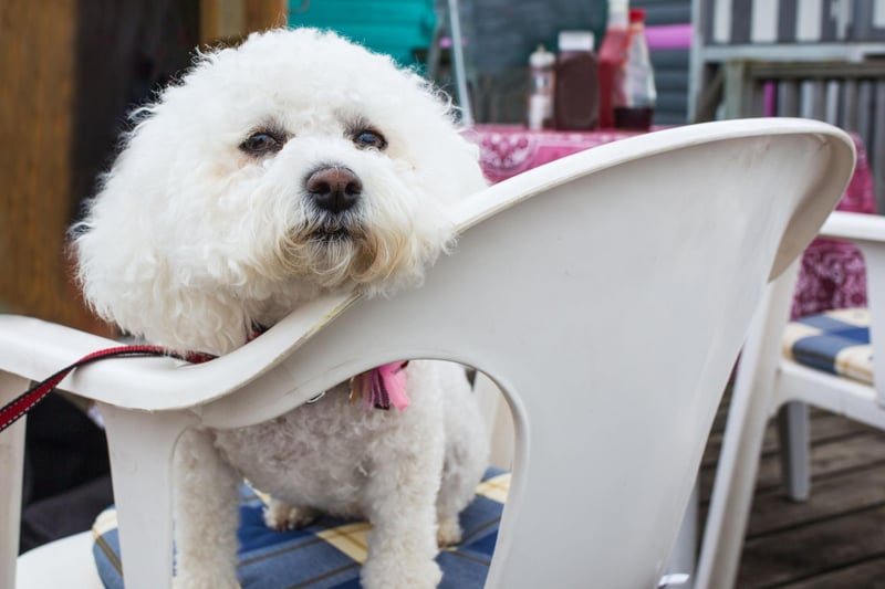 The ancestors of the modern Bichon Frise were often carried on ships by sailors and used as barter in far-flung destinations. Their sunny disposition meant they were both popular shipmates and easy to trade.