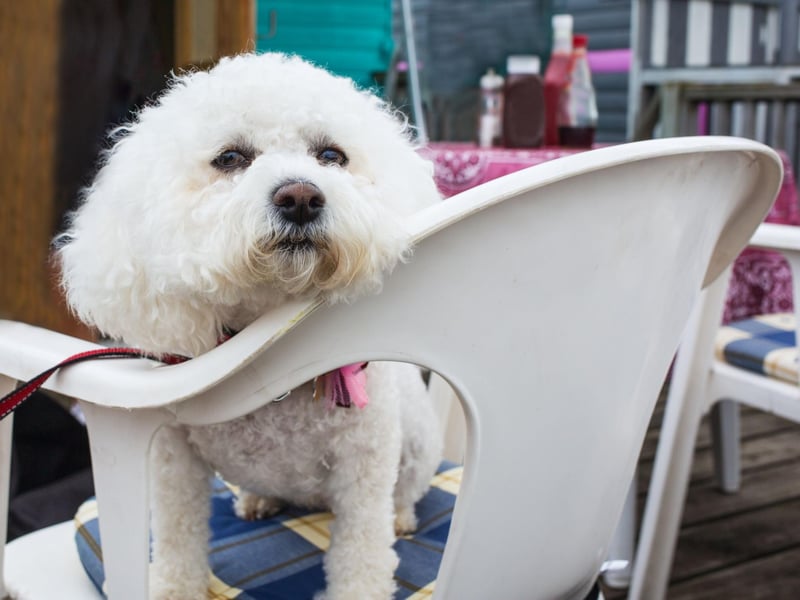 The ancestors of the modern Bichon Frise were often carried on ships by sailors and used as barter in far-flung destinations. Their sunny disposition meant they were both popular shipmates and easy to trade.
