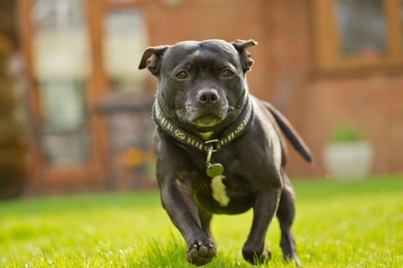 The Staffordshire Bull Terrier has seen an explosion in popularity in recent years and is now well established in the top 10 most commonly owned dogs. It's a favourite taget of thieves, making up over a quarter of all dog thefts. The average price for a Staffy is £1,129.99.