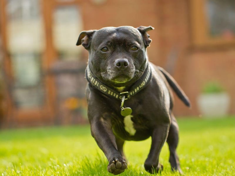 The Staffordshire Bull Terrier has seen an explosion in popularity in recent years and is now well established in the top 10 most commonly owned dogs. It's a favourite taget of thieves, making up over a quarter of all dog thefts. The average price for a Staffy is £1,129.99.