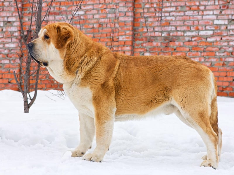 The Spanish Mastiff is the national dog of Spain and tends to measure between 28-33 inches tall.