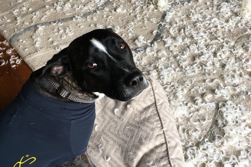 Laya, a mixed breed, won the competition after being caught destroying all the cushions on the sofa and covering the living room in feathers. She's also torn duvets apart and destroyed over 20 pairs of shoes.