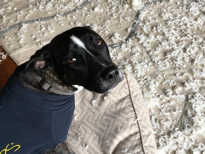 Laya, a mixed breed, won the competition after being caught destroying all the cushions on the sofa and covering the living room in feathers. She's also torn duvets apart and destroyed over 20 pairs of shoes.