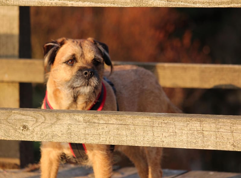 Teddy is the most popular name with Border Terrier owners. It's a shortened version of Edward or Theodore, meaning 'gift of god' or 'rich'. Of course it's probably number one due to the cuddly toy teddy bear, inspired by US President Theodore Roosevelt.