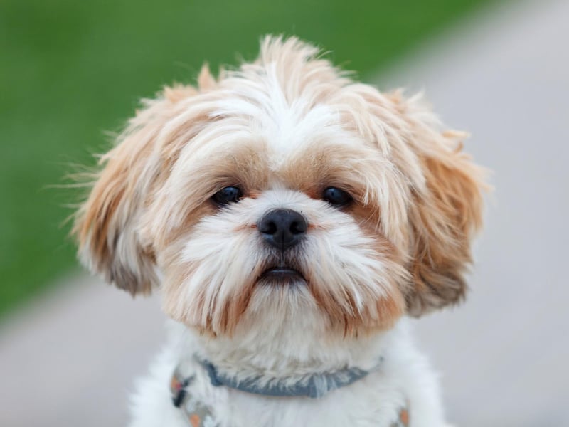 Some people are suprised that small dogs are often more aggressive than larger dogs - but anybody who has chuckled at a tiny Jack Russell Terrier bullying am enormous Saint Bernard in their local park will attest to the fact. The loving Shih Tzu is an exception to this rule - having a loving and gentle nature. Photo: Canva/Getty Images