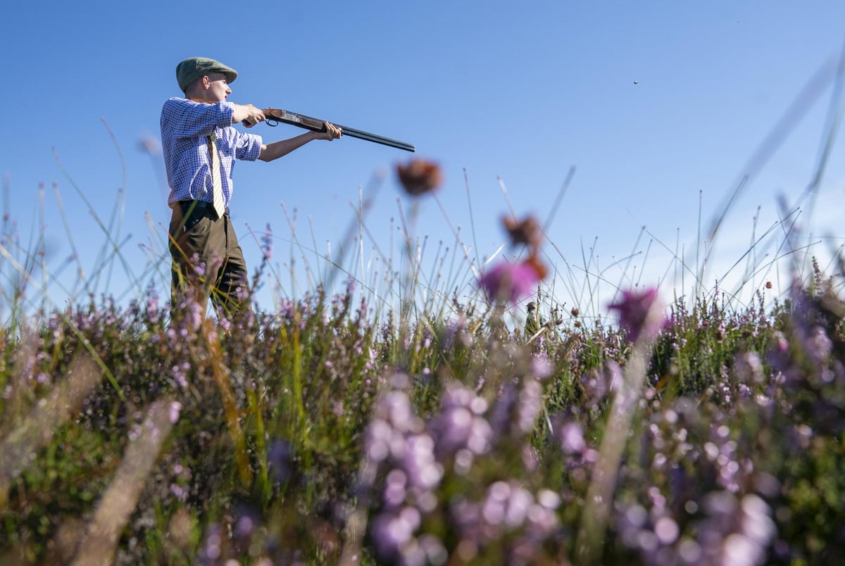 There's a strong environmental case for grouse shooting. Are MSPs about to ruin it? – Jamie Smith, gamekeeper