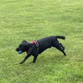 Dougal