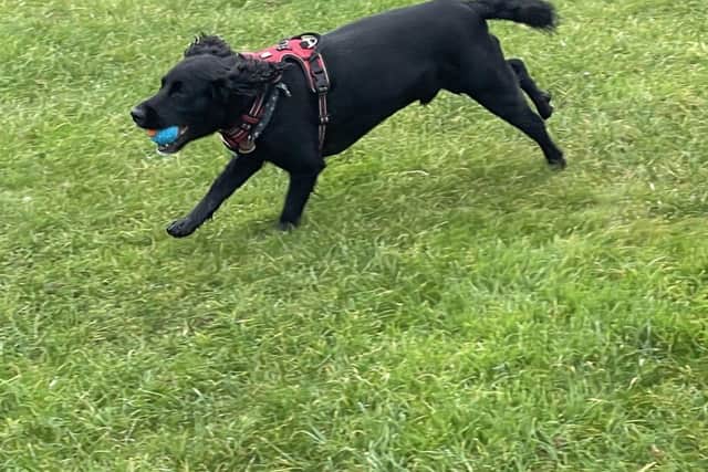 Dougal