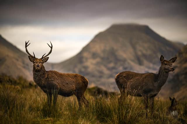 Scotland's venison industry has been hit hard by restaurant closures and the collapse of the events sector due to coronavirus restrictions