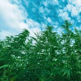 A new study has found that growing industrial hemp crops in Scotland could help farms become carbon neutral and bring in substantial income. Picture: Igor Stevanovic