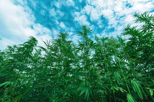 A new study has found that growing industrial hemp crops in Scotland could help farms become carbon neutral and bring in substantial income. Picture: Igor Stevanovic