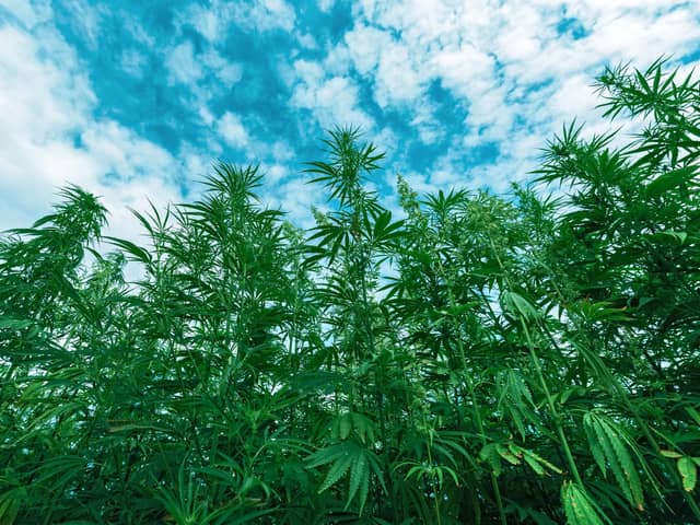 A new study has found that growing industrial hemp crops in Scotland could help farms become carbon neutral and bring in substantial income. Picture: Igor Stevanovic