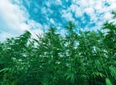 A new study has found that growing industrial hemp crops in Scotland could help farms become carbon neutral and bring in substantial income. Picture: Igor Stevanovic