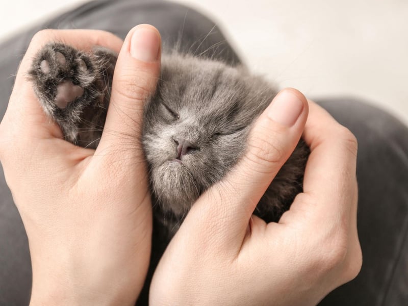 Like humans, sound stimulates cats and releases positive endorphins. The likes of soft forest sounds and other calming music can be easily accessed on the internet and played in the background of everyday life or when they’re taking one of their many cat naps.