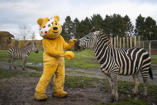 Pudsey Bear visits Blair Drummond Safari Park near Stirling (Scotland) to help out the keepers feeding the zebras ahead BBC Children in Need 2020.