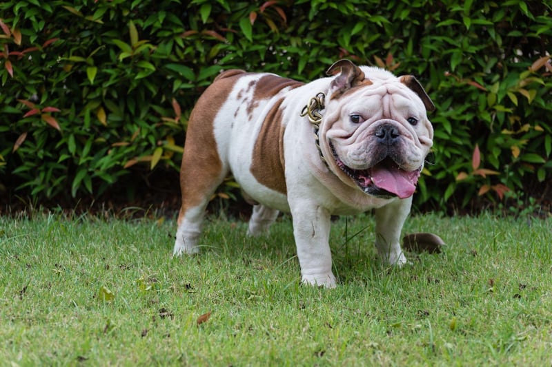 Bulldogs are fairly indiscriminate when it comes to food and how they get it, so getting them used to set meal times and avoiding giving them snacks is a good plan. It's particularly important to stop Bulldogs from becoming obese as they often suffer from breathing difficulties which can be made far worse if they are carrying extra weight.