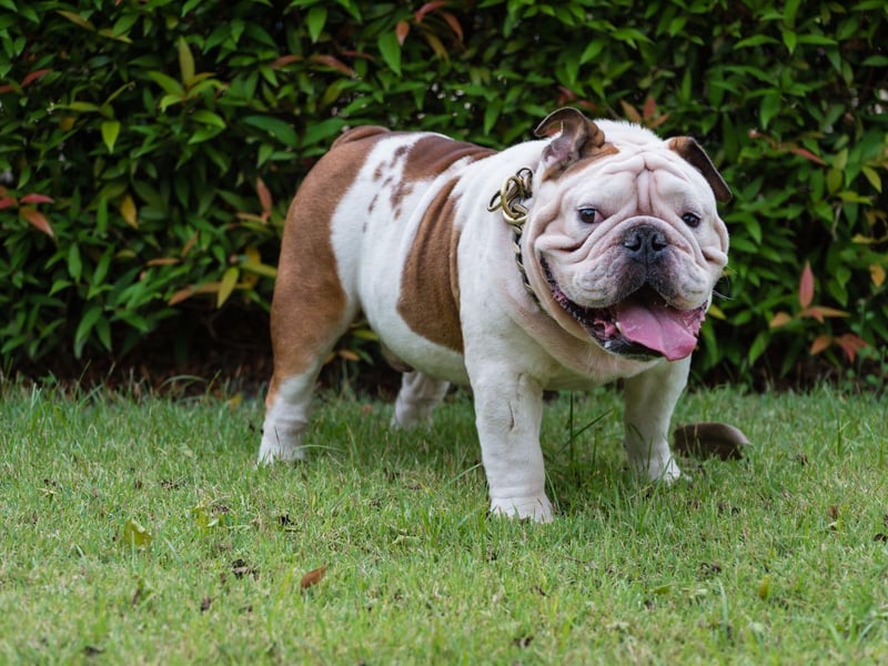 Bulldogs are fairly indiscriminate when it comes to food and how they get it, so getting them used to set meal times and avoiding giving them snacks is a good plan. It's particularly important to stop Bulldogs from becoming obese as they often suffer from breathing difficulties which can be made far worse if they are carrying extra weight.