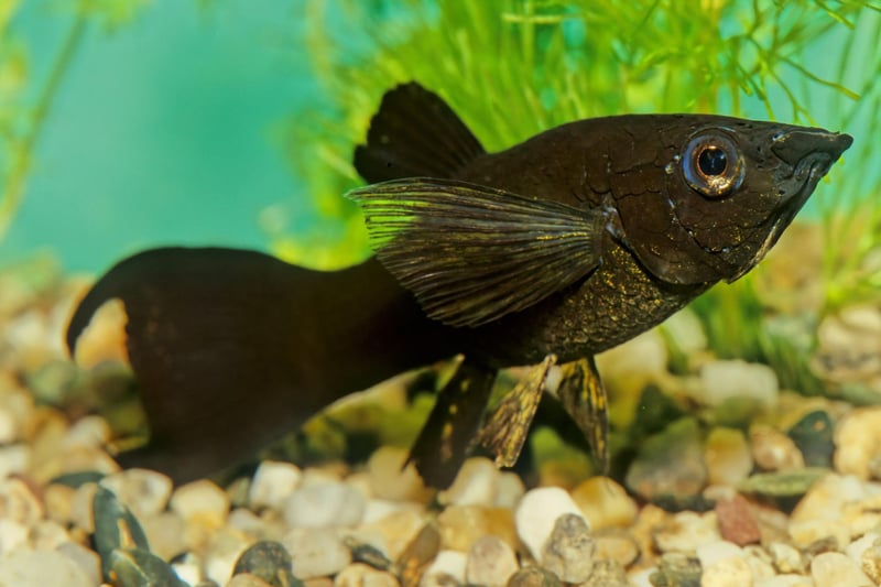 From the same family as the Guppy, Mollies can be differentiated by their body shape and smaller tail. Widespread across the Americas, the Molly can come in a variety of colours, with black and orange being among the most popular with aquarium owners.