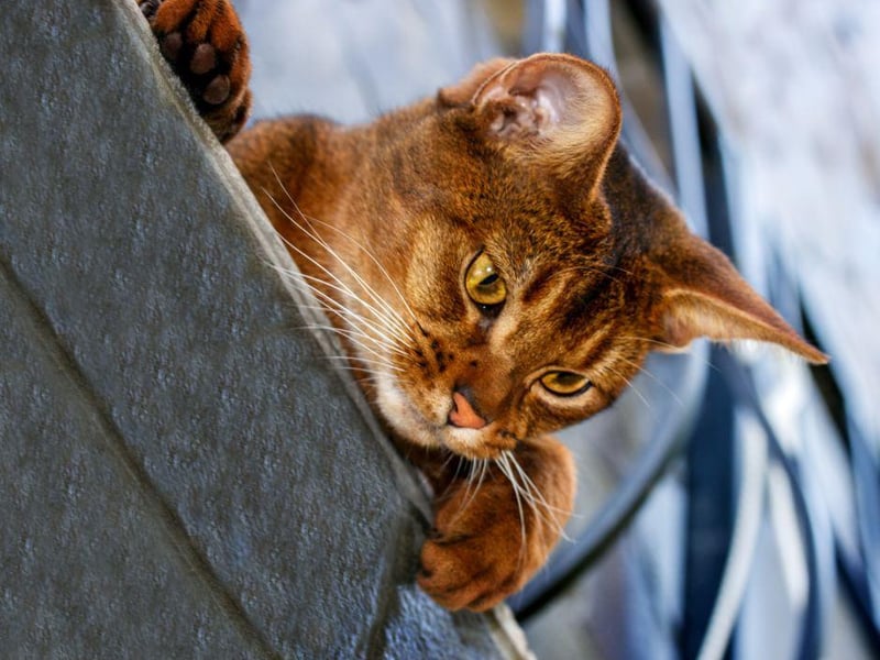 The Abyssinian cat breeds is very intelligent and full of energy which can be channelled quite easily by a patient owner.