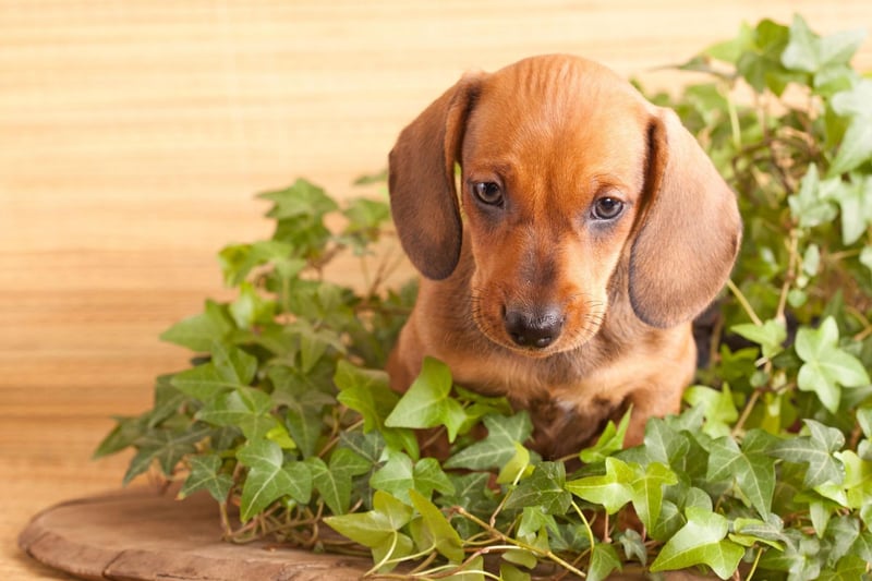 The Dachshund has always been one of the most popular breeds of dog in Germany, particularly in Munich. In 1972 a Dachshund called Waldi was chosen to be the official mascot of the Munich Summer Olympics.