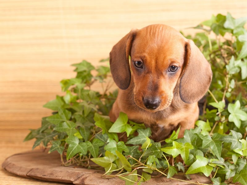 The Dachshund has always been one of the most popular breeds of dog in Germany, particularly in Munich. In 1972 a Dachshund called Waldi was chosen to be the official mascot of the Munich Summer Olympics.