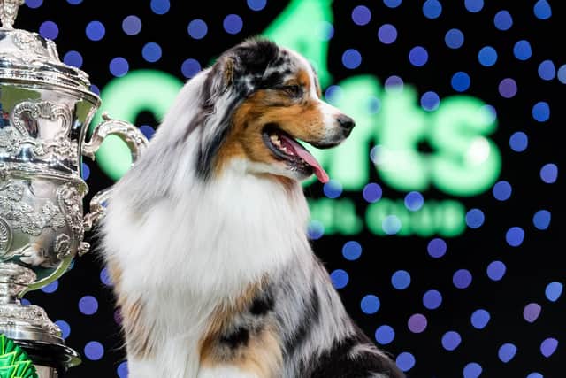 An Australian Shepherd, who won Best in Show last year. PIC: BeatMedia/The Kennel Club