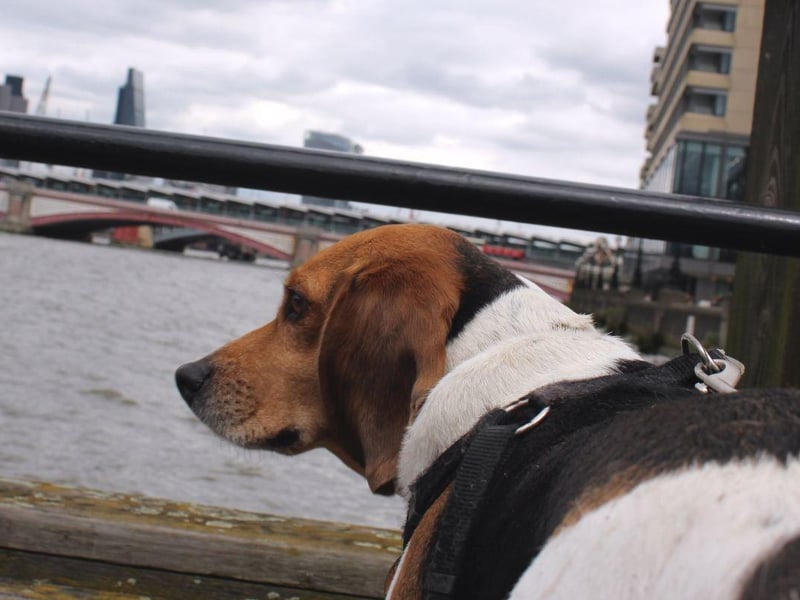 The UK is brimming with historical buildings and places of extraordinary natural beauty. Each landmark has its own unique history and story to tell, so grab the lead and discover our glorious country together. The world renowned Tower Bridge in London is one of many dog friendly landmarks. Wales is bursting with dog friendly castles such as Caerphilly Castle, and in Scotland you could view the Glenfinnan Viaduct, famous for its moment as the Hogwarts Express in Harry Potter.