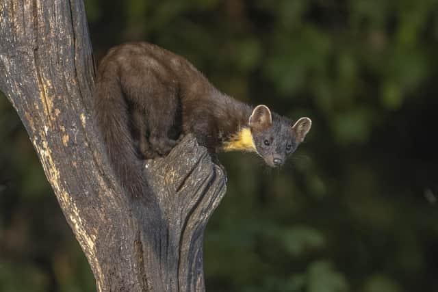 Suggestions to put pine martens on a contraceptive pill to protect capercaillie numbers have been made (Rudmer Zwerver)
