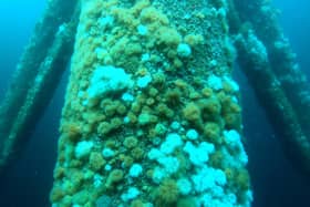 Underwater footage shot by remote-control submarines as part of the North Sea 3D project, by the Scottish Association for Marine Science, reveals a diverse range of sealife making its home on manmade structures like oil platforms and wind turbine foundations