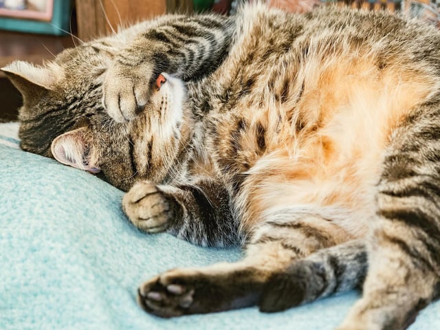 The name Milo have increased in popularity with cat owners. Milo is likely derived from multiple sources. In Slavic languages, the root mil- means “dear” or “beloved."