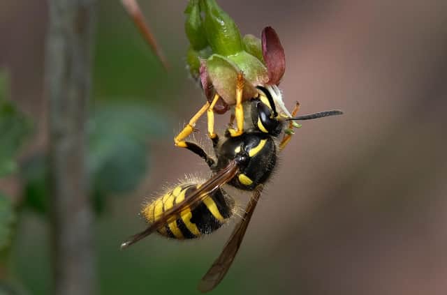 Wasps do perform an important role as pollinators but their sting can produce a potentially dangerous allergic reaction in some people (Picture: Yuri Kadobnov/AFP via Getty Images)