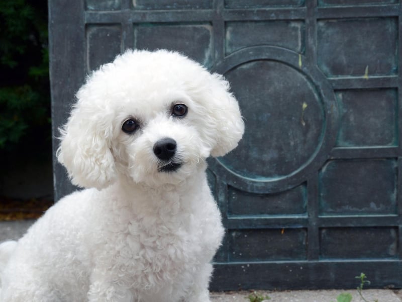 The curly-haired Bichon Frise may only weigh 5-10 kg, but they are still guaranteed to fill your home with love and fun. Their sunny temperament makes them a perfect family pet.