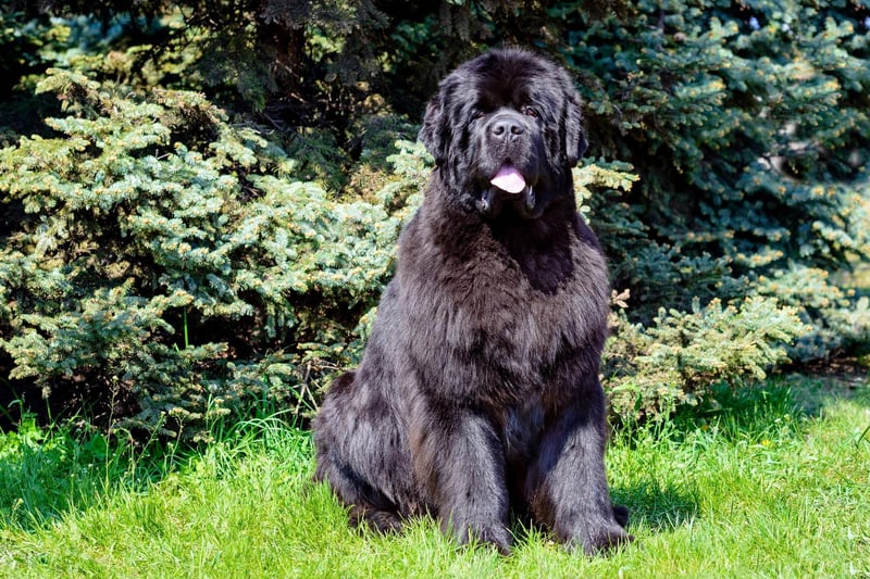Newfoundlands may not shed any more than any of the other dogs on this list, but their sheer size means it seems like they do, covering their home in thick black hair.