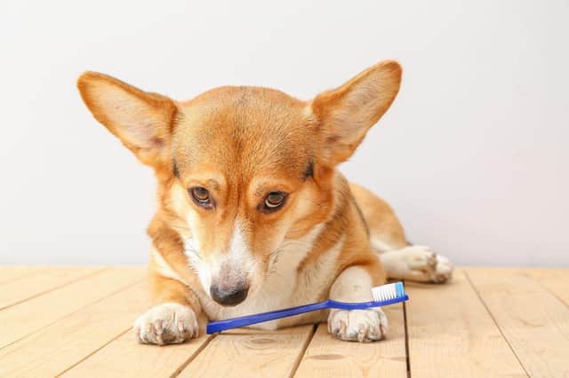 Brushing your dog's teeth can help keep your pet's dental health in tip-top condition.