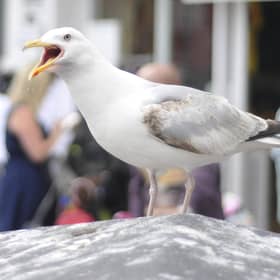 A Scotland-wide summit to tackle “deadly” seagulls must be held amid warnings someone could be killed, the Scottish Parliament has heard. Picture: Richard Ponter