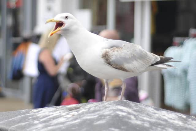 A Scotland-wide summit to tackle “deadly” seagulls must be held amid warnings someone could be killed, the Scottish Parliament has heard. Picture: Richard Ponter