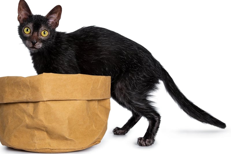 The Lykoi cat breed are incredibly playful and adore having company, making them incredibly dedicated to their owners.