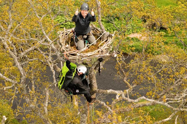 At Little Drumquharn Farm, near Stirling, artificial nest platforms are being installed in trees to attract breeding ospreys that often hunt for fish at the nearby Endrick Water