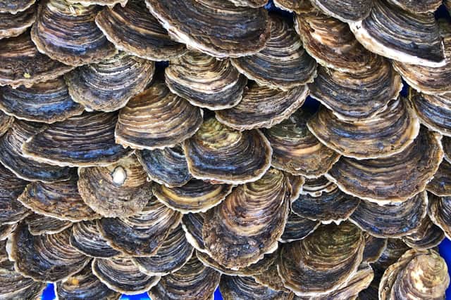 Now 1,300 native oysters have been relocated to the Clyde as part of the UK-wide Wild Oysters Project