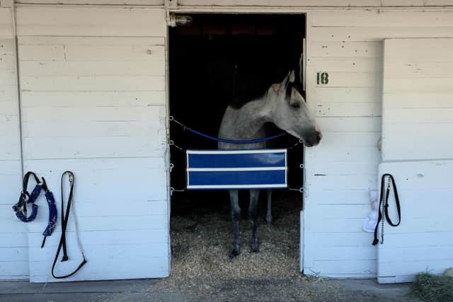 White Abarrio stands in his stall during the morning training for the 2022 Kentucky Derby.