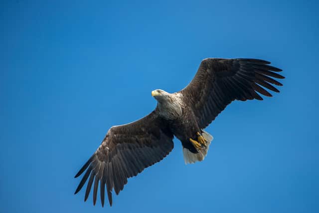 With an eight-foot wingspan, sea eagles are the UK's largest bird of prey. Pic: Ben Andrew
