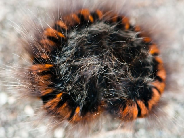 If you are walking across a patch of Scottish moorland this July, keep an eye on the ground for one of our most impressively furry caterpillars. The Fox Morth larvae, affectionately known as a woolly bear' is widespread, often spotted crossing paths, and will curl up into a tightly-coiled circle if frightened.