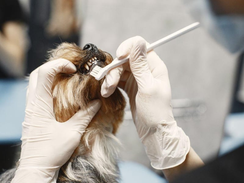Yorkshire Terriers have a very particular combination of dental problems that can cause issues - they are genetically predisposed to have tooth decay and also often retain their baby teeth, leading to overcrowded mouths. A daily brush of the Yorkie's teeth is a good idea.